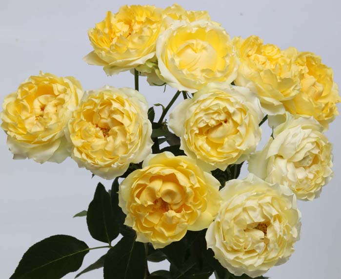 ROSE BR. JULIETA LIMONCELLA 50